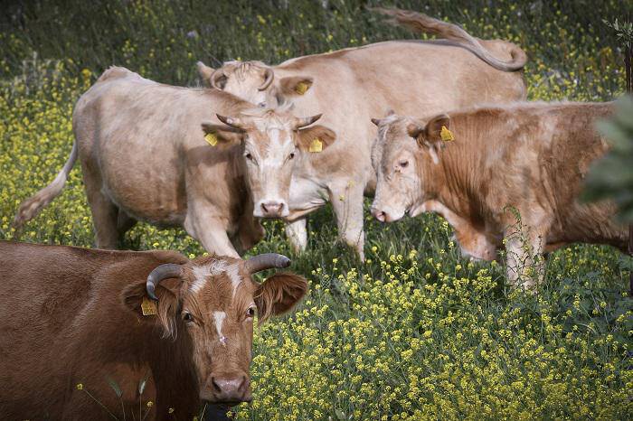 Έβρος: Προληπτικά μέτρα λόγω κρούσματος οζώδους δερματίτιδας σε βοοειδή στην Τουρκία