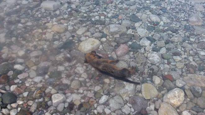 Πάτρα: Πέταξαν κουτάβια σε ποτάμι – Σοκαριστικές εικόνες