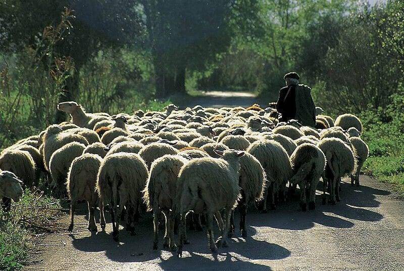 Χανιά: Τον έβαλαν να φυλάει τα πρόβατα και αυτός… τα έκλεψε