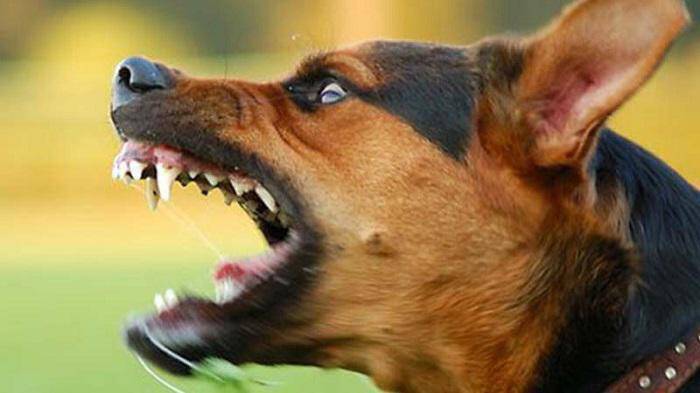 Σέρρες: Σκύλος επιτέθηκε σε 11χρονο – Γείτονες έβγαλαν το πόδι του από το στόμα του ζώου