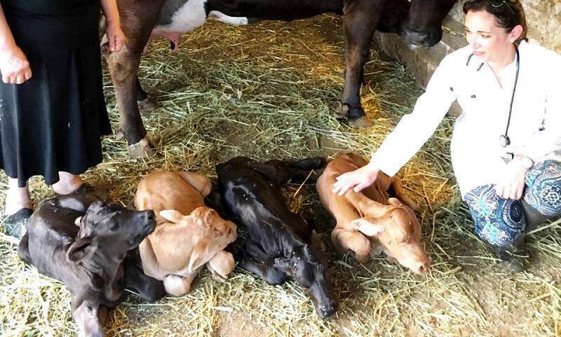 Αγελάδα γέννησε τετράδυμα στην Άνδρο (pics)
