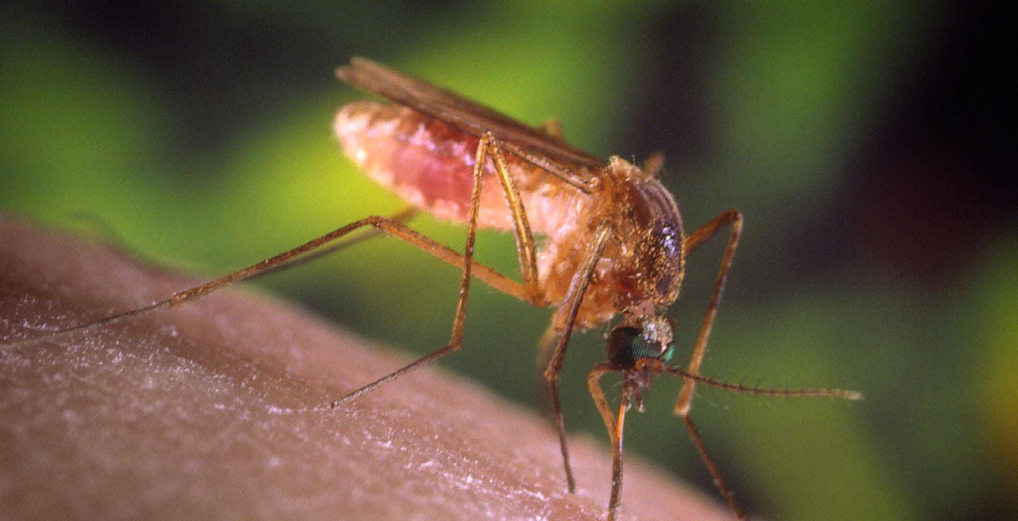 Οδηγίες ΕΟΔΥ για τον ιό Δυτικού Νείλου: Πώς θα προφυλαχθείτε από τα κουνούπια