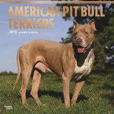 Αmerican pit bull terrier ένα έξυπνο σκυλί