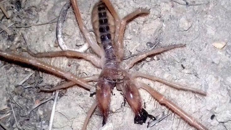 Αράχνη – σκορπιός σπέρνει τον πανικό σε Θεσσαλία και Πελοπόννησο