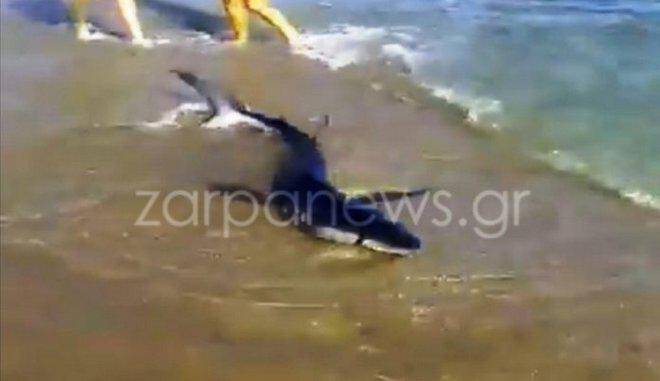 Καρχαρίας βγήκε στην ακτή στην Κρήτη (βίντεο)