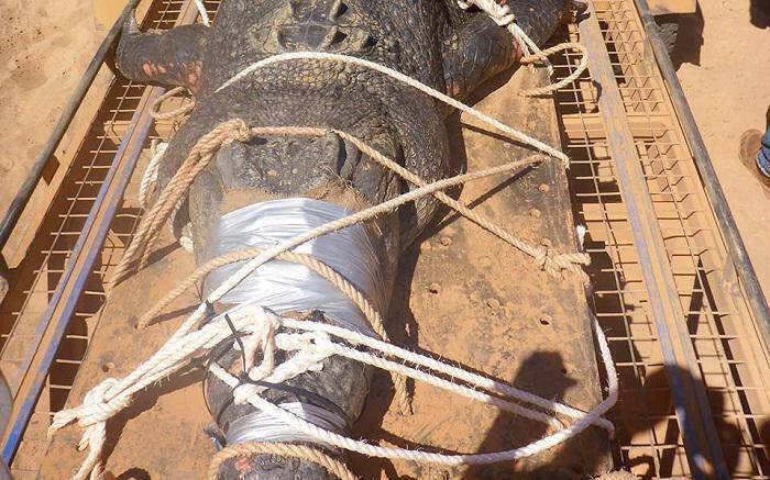 Αυστραλία: Έπιασαν κροκόδειλο 600 κιλών και σχεδόν πέντε μέτρων (pic)