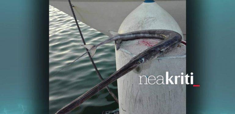 Επικίνδυνα ψάρια στις θάλασσες της Κρήτης
