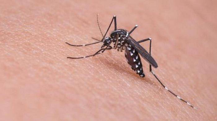 Mε αύξηση ασθενειών από κουνούπια «απειλεί» η κλιματική αλλαγή