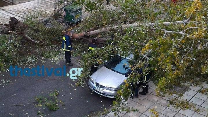 Θεσσαλονίκη: Πτώσεις δέντρων από την έντονη βροχόπτωση