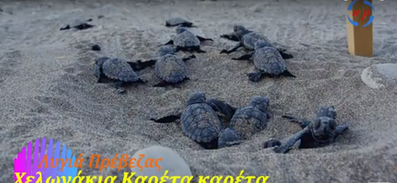 Πρέβεζα: Εμφανίστηκαν τα πρώτα νεογέννητα χελωνάκια καρέτα-καρέτα