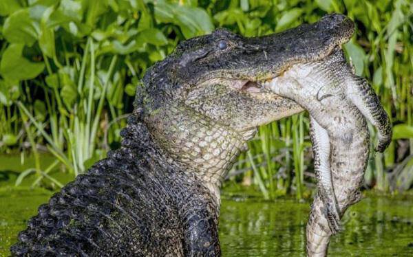Τεράστιος αλιγάτορας – κανίβαλος τρώει μικρότερό του! Εικόνες που κόβουν την ανάσα