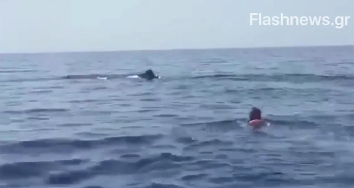Άλιμος: Αφέθηκε ελεύθερη να κολυμπήσει η τραυματισμένη φάλαινα