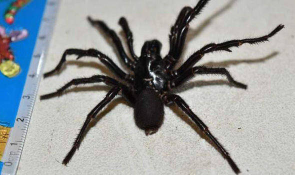 ΗΠΑ: Διαρρήκτες έκλεψαν από μουσείο την πιο φονική αράχνη του κόσμου