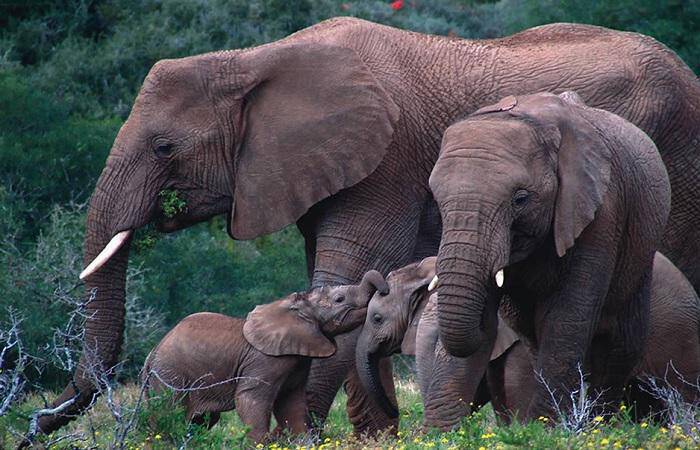 Μποτσουάνα: Λαθροκυνηγοί σκότωσαν 87 ελέφαντες