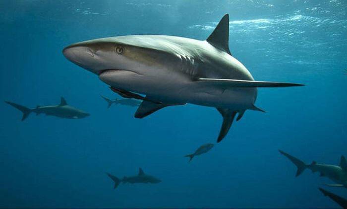 Ανακαλύφθηκε ο πρώτος αποδεδειγμένα “χορτοφάγος” καρχαρίας