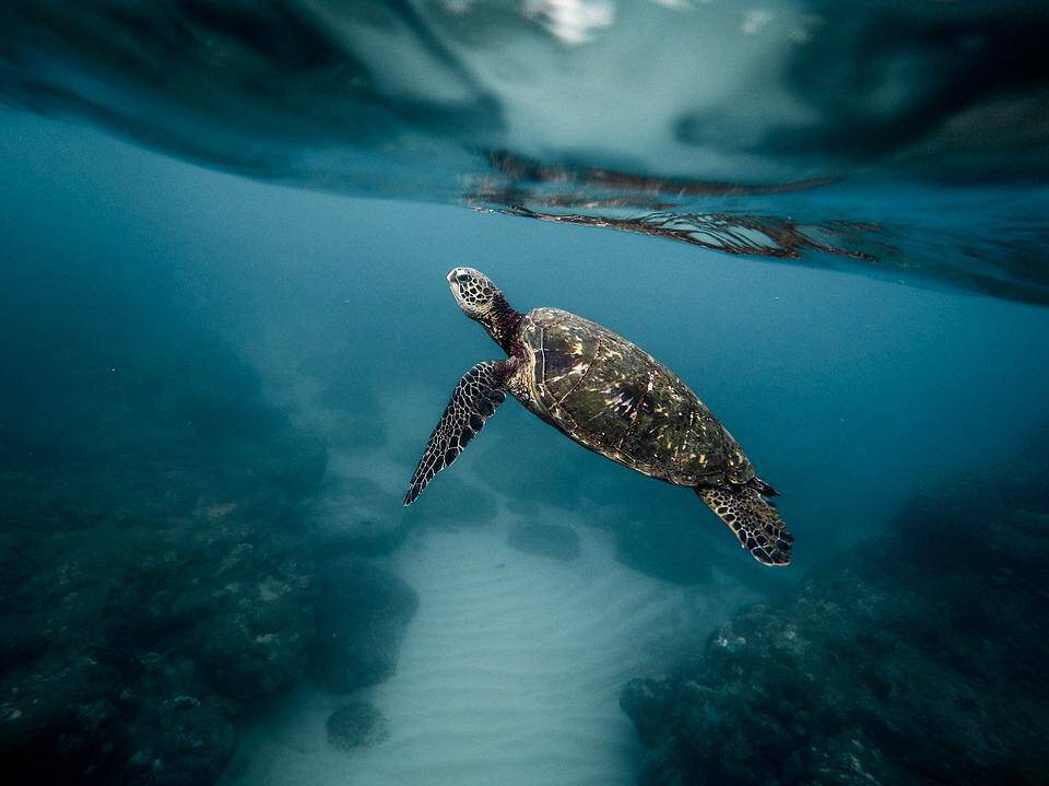 Οι μισές χελώνες στους ωκεανούς έχουν φάει πλαστικό