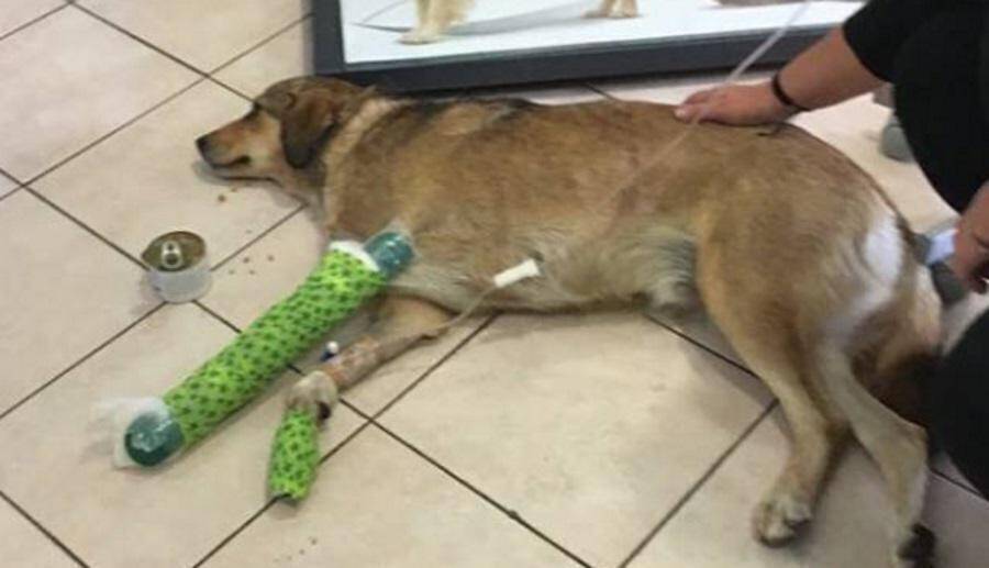 Θεσπρωτία: Κτήνη χτύπησαν σκύλο με 300 σκάγια! Συγκλονιστικές εικόνες