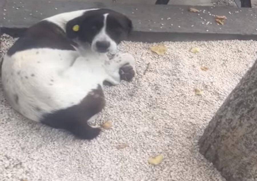 Απίστευτο! Βρήκε τυχαία στον δρόμο τον χαμένο σκύλο του! (video)