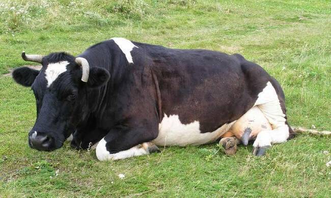 Κεραυνός σκότωσε πέντε αγελάδες στο Μέτσοβο