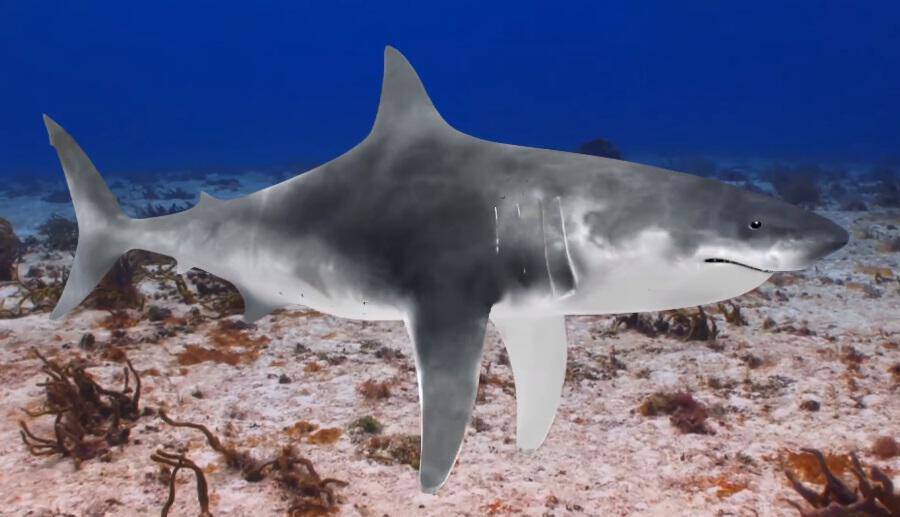 39 είδη καρχαροειδών στην Ελλάδα! 25 οι καρχαρίες προς εξαφάνιση