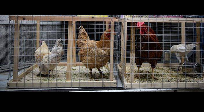 Γρίπη των πτηνών: Η Ολλανδία σκότωσε άλλα 300.000 κοτόπουλα εν μέσω επιδημίας