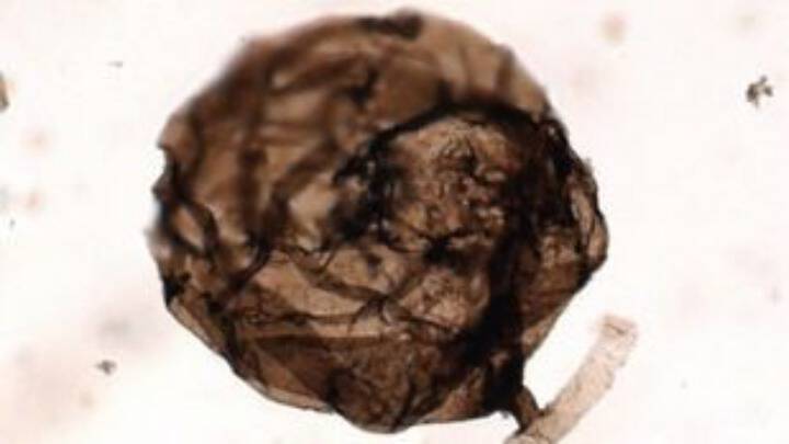 Ανακαλύφθηκε στον Καναδά το αρχαιότερο απολίθωμα μύκητα