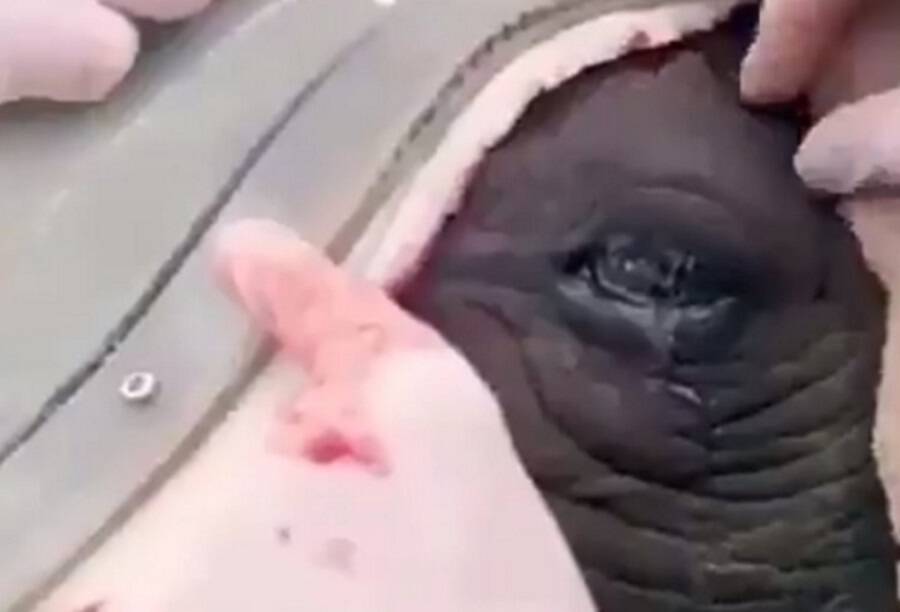 Όταν δάκρυσε ο ρινόκερος! Σπαρακτικό βίντεο – απόδειξη της απανθρωπιάς!