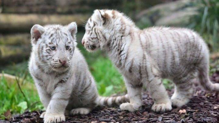 Δύο λευκά τιγράκια έφτασαν στη Νικαράγουα από το Μεξικό
