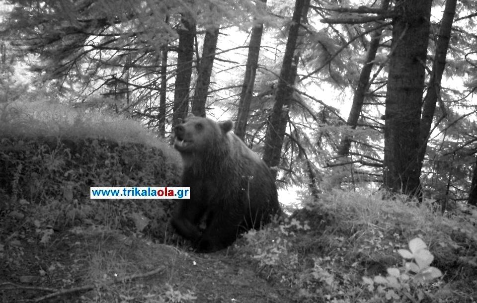 Τρίκαλα: Αρκούδα πέρασε από μελίσσια για λίγο… μέλι (pic)