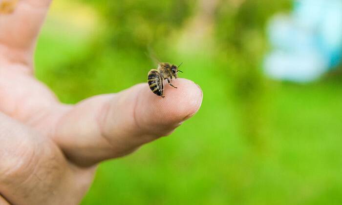 Τσίμπημα από σφήκα ή μέλισσα: Τα βήματα για άμεση ανακούφιση