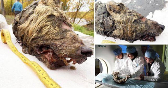 Συγκλονιστικό εύρημα στη Σιβηρία: Κεφάλι γιγάντιου λύκου πριν από 40.000 χρόνια