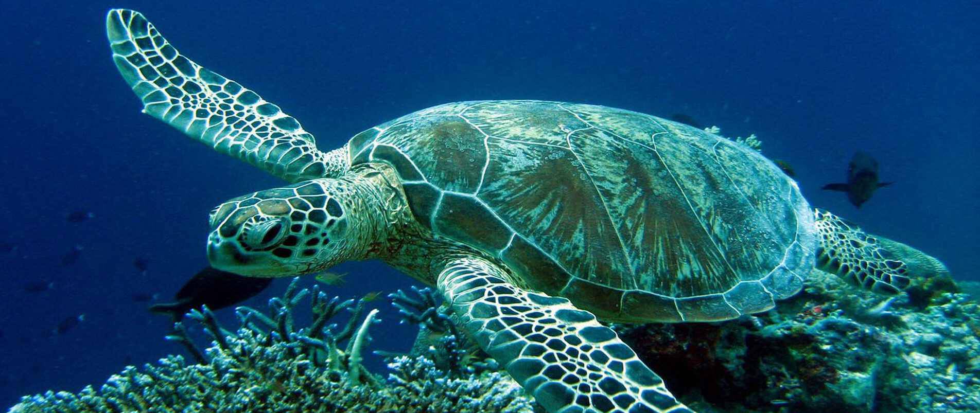 Σάλος με την είδηση ότι έδεσαν χελώνα στο Καστελόριζο για να τη δει ο Μητσοτάκης