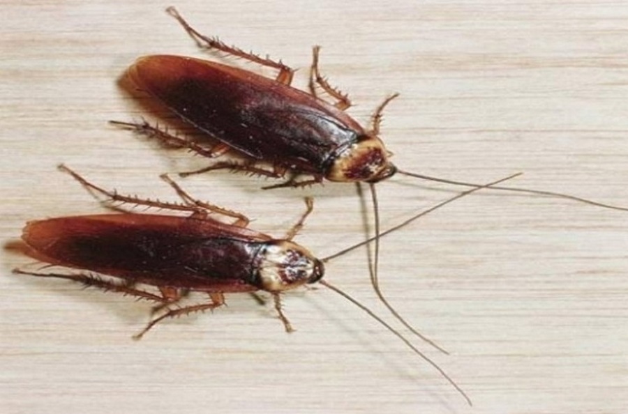 Κατσαρίδες: Δεν θα απαλλαγούμε ποτέ! Στοιχεία – σοκ