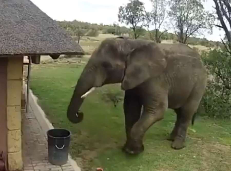 Ελέφαντας: Μάζευε σκουπίδια από το έδαφος