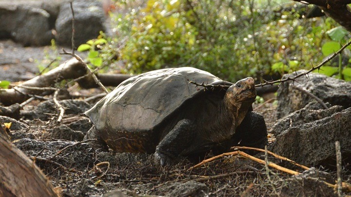 Ρωσία: Κατασχέθηκαν χιλιάδες χελώνες προστατευόμενου είδους