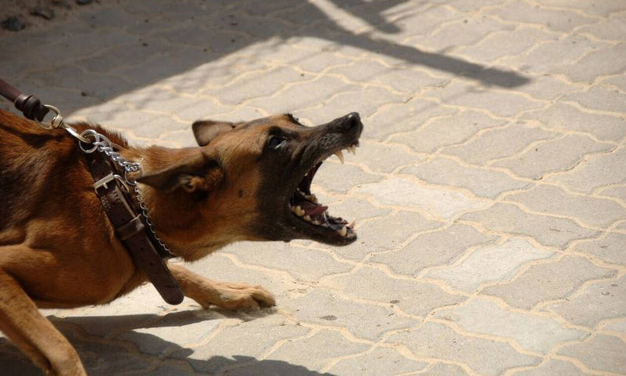 Πέλλα: Νέα επίθεση σκύλου σε παιδί