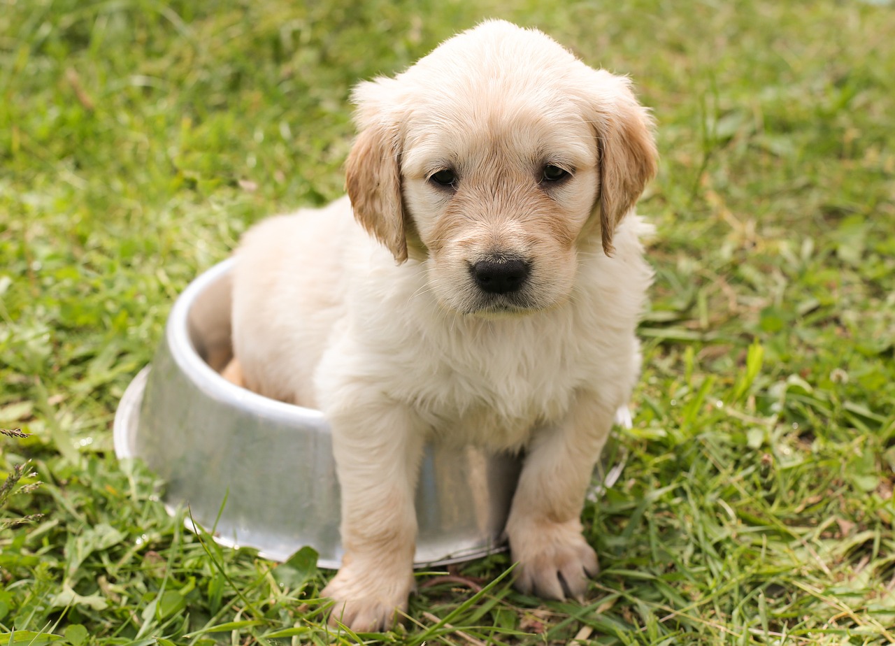 Φλώρινα: Μαζική δηλητηρίαση σκύλων από φόλες