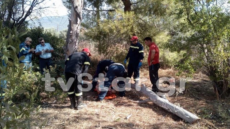 Σοβαρό ατύχημα στην Εύβοια: Δέντρο καταπλάκωσε γυναίκα