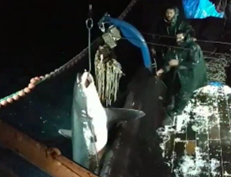 Καβάλα: Οι ψαράδες έπιασαν τεράστιο καρχαρία “αλεπού”