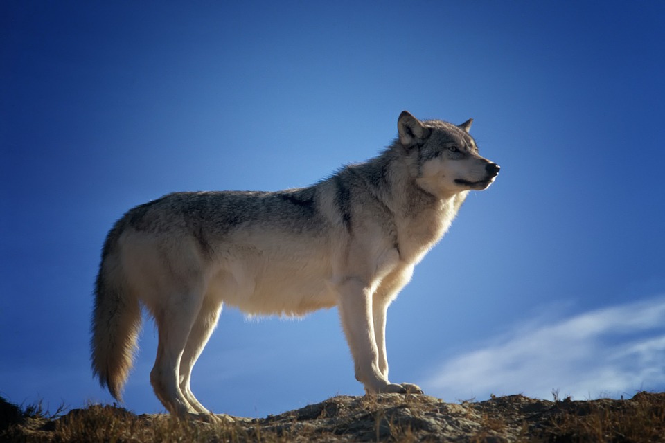 Κοζάνη: Δύο λύκοι περιφέρονται στα περίχωρα