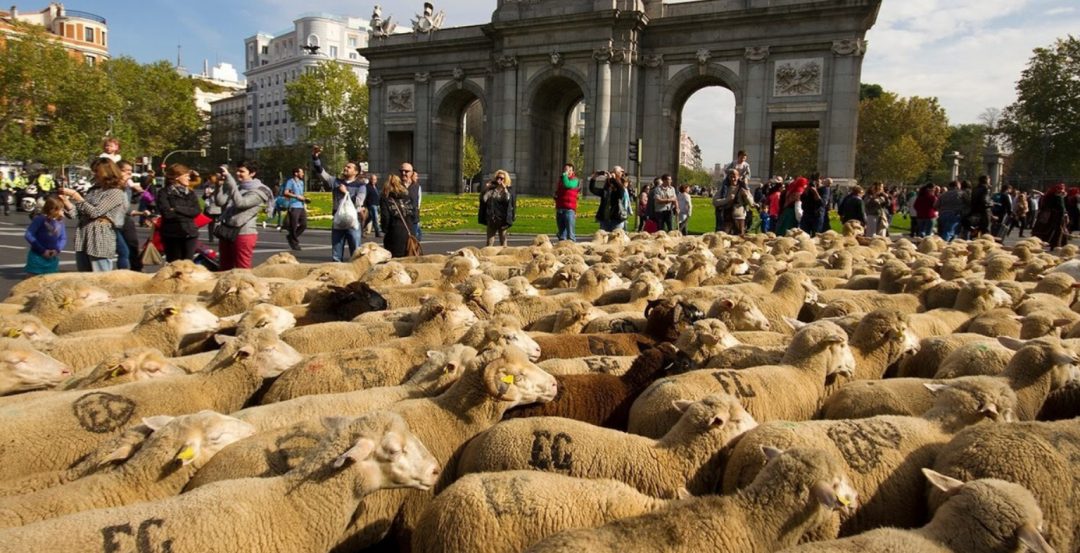 Χιλιάδες πρόβατα παρέλασαν στην Μαδρίτη(pics)