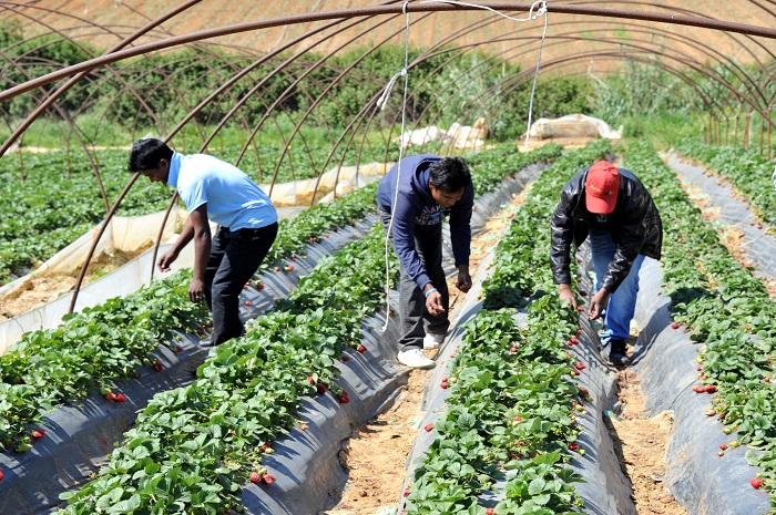 Μείωση ποινής για τις “ματωμένες φράουλες” στη Μανωλάδα