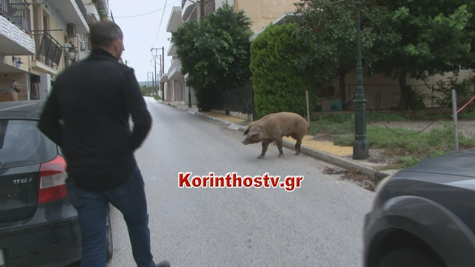 Γουρούνι το έσκασε από στάβλο και κόβει βόλτες στο κέντρο του Λουτρακίου (pics&vid)