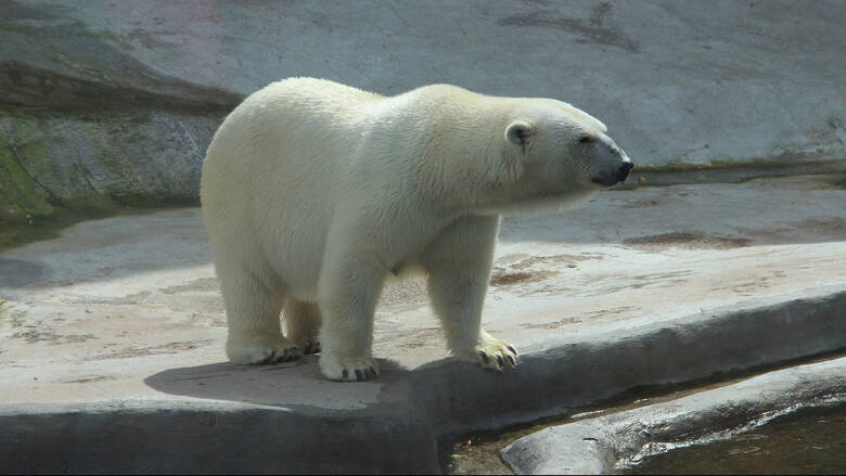 Πολική αρκούδα σκότωσε μια γυναίκα και ένα αγόρι στην Αλάσκα