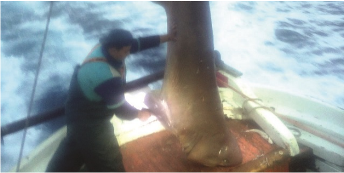 Σκιάθος: Ψαράς έπιασε τεράστιο καρχαριοειδές 400 κιλών