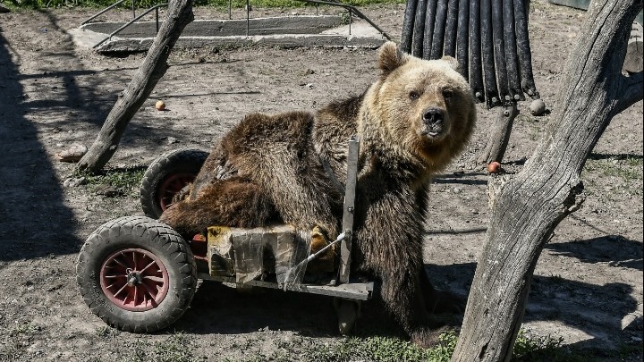 Πέθανε ο Ούσκο, η πρώτη αρκούδα σε αναπηρικό αμαξίδιο (vid)