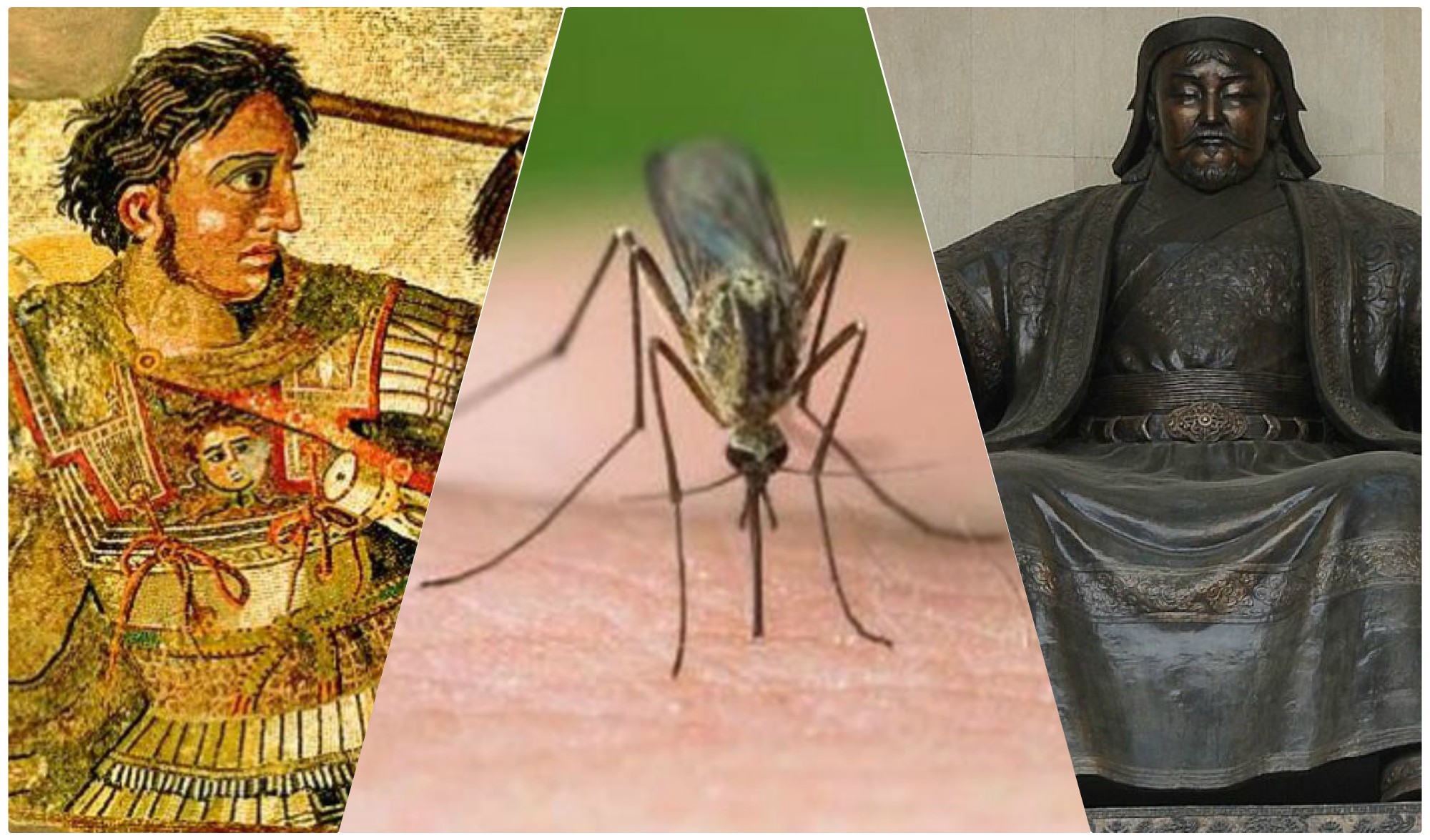 Κουνούπια: «Τσάκισαν» Μεγαλέξανδρο, Τζένγκις Χαν και… 52 δισεκατομμύρια ανθρώπους!