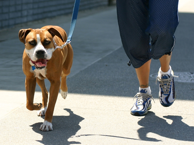 Ιταλία: Με ανάλυση DNA θα εντοπίζονται οι ιδιοκτήτες των σκύλων που αφήνουν τα περιττώματα των ζώων τους στον δρόμο