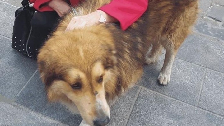 Θεσσαλονίκη: Μήνυση κατά αγνώστου από το δήμο για κακοποίηση ζώου