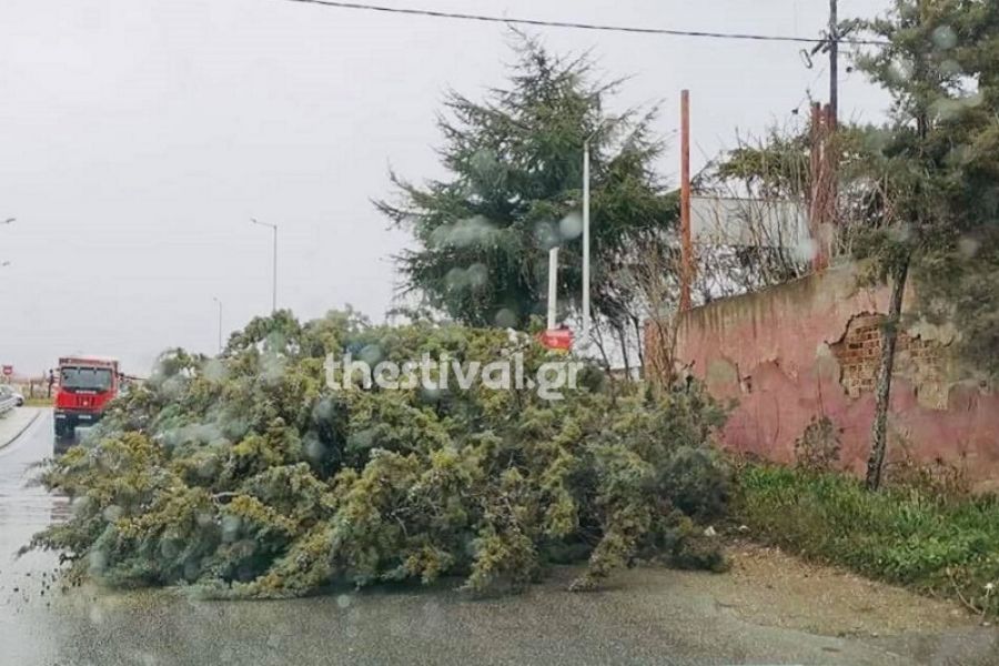 Θεσσαλονίκη: Πτώση δέντρου στην Πολίχνη – Διακοπή της κυκλοφορίας (pics)